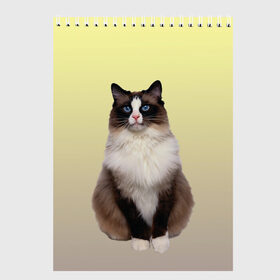 Скетчбук с принтом персидская пушистая кошка в Курске, 100% бумага
 | 48 листов, плотность листов — 100 г/м2, плотность картонной обложки — 250 г/м2. Листы скреплены сверху удобной пружинной спиралью | ветеринар | градиент | домашний питомец | котейка | котик | коты | котэ | кошатник | кошатница | кошачьи | кошки | любитель животных | мяу | нэко | персидская | сиамская | смесь | шаблон