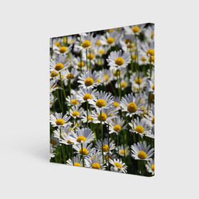 Холст квадратный с принтом Ромашки в Курске, 100% ПВХ |  | поле | поля | природа | природный | растение | растения | ромашка | ромашки | цветочек | цветочки | цветочное | цветы