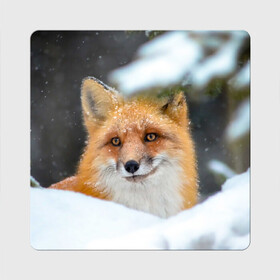 Магнит виниловый Квадрат с принтом Лисичка на сугробе в Курске, полимерный материал с магнитным слоем | размер 9*9 см, закругленные углы | fox | foxy | животное | звери | лиса | лисенок | лисичка | милая | рыжая | фокс