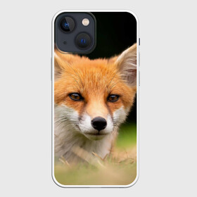 Чехол для iPhone 13 mini с принтом Мордочка лисицы в Курске,  |  | fox | foxy | животное | звери | лиса | лисенок | лисичка | милая | рыжая | фокс