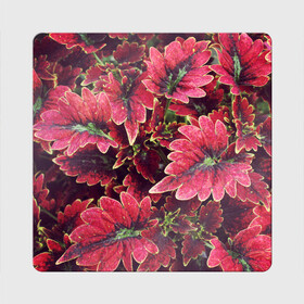 Магнит виниловый Квадрат с принтом Красные листья в Курске, полимерный материал с магнитным слоем | размер 9*9 см, закругленные углы | алый | красные листья | листопад | листья | осень | пурпурный | растение | текстуры | узор | экзотически растения