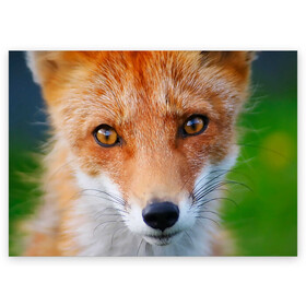Поздравительная открытка с принтом Крупно мордочка лисы в Курске, 100% бумага | плотность бумаги 280 г/м2, матовая, на обратной стороне линовка и место для марки
 | Тематика изображения на принте: fox | foxy | животное | звери | лиса | лисенок | лисичка | милая | рыжая | фокс