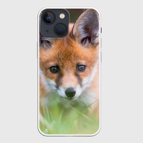 Чехол для iPhone 13 mini с принтом Лисенок в засаде в Курске,  |  | fox | foxy | животное | звери | лиса | лисенок | лисичка | милая | рыжая | фокс