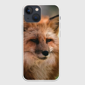 Чехол для iPhone 13 mini с принтом Строгая лисица в Курске,  |  | fox | foxy | животное | звери | лиса | лисенок | лисичка | милая | рыжая | фокс