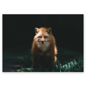 Поздравительная открытка с принтом Хитрый Лис в Курске, 100% бумага | плотность бумаги 280 г/м2, матовая, на обратной стороне линовка и место для марки
 | animals | beast | forest | fox | nature | orange | predator | red | животные | зверь | лес | лис | лиса | лисица | лисичка | природа | рыжая | рыжий | фыр | хитрый | хищник