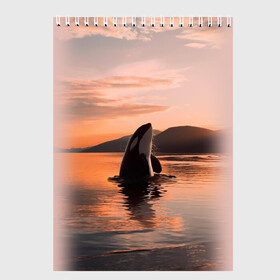 Скетчбук (блокнот) с принтом касатки на закате в Курске, 100% бумага
 | 48 листов, плотность листов — 100 г/м2, плотность картонной обложки — 250 г/м2. Листы скреплены сверху удобной пружинной спиралью | Тематика изображения на принте: ocean | orca | sea | sea animal | дельфин | закат | касатка | кит | море | океан | рисунок кита