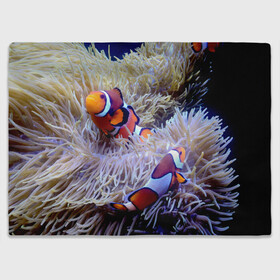 Плед 3D с принтом Клоуны в актинии в Курске, 100% полиэстер | закругленные углы, все края обработаны. Ткань не мнется и не растягивается | актиния | клоуны | коралловые | море | подводный мир | рыбки