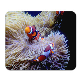 Коврик для мышки прямоугольный с принтом Клоуны в актинии в Курске, натуральный каучук | размер 230 х 185 мм; запечатка лицевой стороны | актиния | клоуны | коралловые | море | подводный мир | рыбки