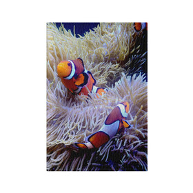Обложка для паспорта матовая кожа с принтом Клоуны в актинии в Курске, натуральная матовая кожа | размер 19,3 х 13,7 см; прозрачные пластиковые крепления | актиния | клоуны | коралловые | море | подводный мир | рыбки