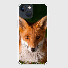 Чехол для iPhone 13 mini с принтом Лисица в Курске,  |  | fox | foxy | животное | звери | лиса | лисенок | лисичка | милая | рыжая | фокс