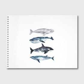 Альбом для рисования с принтом киты в Курске, 100% бумага
 | матовая бумага, плотность 200 мг. | ocean | orca | sea | sea animal | whale | белуха | дельфин | касатка | кит | море | океан | рисунок кита | синий кит