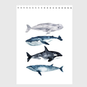 Скетчбук с принтом киты в Курске, 100% бумага
 | 48 листов, плотность листов — 100 г/м2, плотность картонной обложки — 250 г/м2. Листы скреплены сверху удобной пружинной спиралью | ocean | orca | sea | sea animal | whale | белуха | дельфин | касатка | кит | море | океан | рисунок кита | синий кит