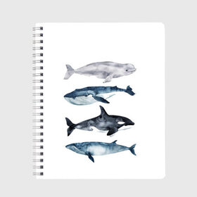 Тетрадь с принтом киты в Курске, 100% бумага | 48 листов, плотность листов — 60 г/м2, плотность картонной обложки — 250 г/м2. Листы скреплены сбоку удобной пружинной спиралью. Уголки страниц и обложки скругленные. Цвет линий — светло-серый
 | ocean | orca | sea | sea animal | whale | белуха | дельфин | касатка | кит | море | океан | рисунок кита | синий кит