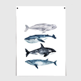 Постер с принтом киты в Курске, 100% бумага
 | бумага, плотность 150 мг. Матовая, но за счет высокого коэффициента гладкости имеет небольшой блеск и дает на свету блики, но в отличии от глянцевой бумаги не покрыта лаком | ocean | orca | sea | sea animal | whale | белуха | дельфин | касатка | кит | море | океан | рисунок кита | синий кит