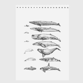 Скетчбук с принтом киты графика в Курске, 100% бумага
 | 48 листов, плотность листов — 100 г/м2, плотность картонной обложки — 250 г/м2. Листы скреплены сверху удобной пружинной спиралью | ocean | orca | sea | sea animal | whale | графика | дельфин | касатка | кит | море | океан | плакат | рисунок кита