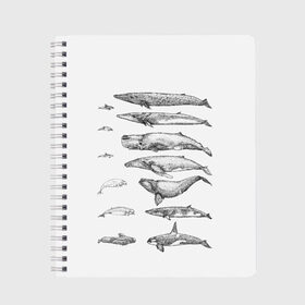 Тетрадь с принтом киты графика в Курске, 100% бумага | 48 листов, плотность листов — 60 г/м2, плотность картонной обложки — 250 г/м2. Листы скреплены сбоку удобной пружинной спиралью. Уголки страниц и обложки скругленные. Цвет линий — светло-серый
 | ocean | orca | sea | sea animal | whale | графика | дельфин | касатка | кит | море | океан | плакат | рисунок кита