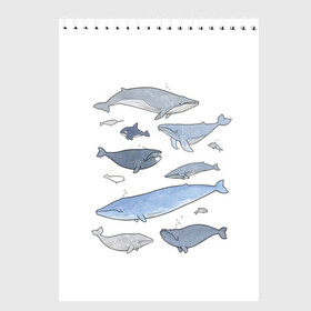 Скетчбук с принтом киты в Курске, 100% бумага
 | 48 листов, плотность листов — 100 г/м2, плотность картонной обложки — 250 г/м2. Листы скреплены сверху удобной пружинной спиралью | ocean | orca | sea | sea animal | whale | графика | дельфин | иллюстрация | касатка | кит | море | океан | рисунок кита