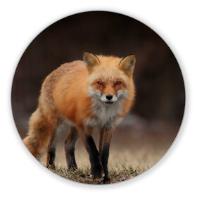 Коврик для мышки круглый с принтом Хитрая лисица в Курске, резина и полиэстер | круглая форма, изображение наносится на всю лицевую часть | fox | foxy | животное | звери | лиса | лисенок | лисичка | милая | рыжая | фокс