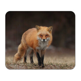 Коврик для мышки прямоугольный с принтом Хитрая лисица в Курске, натуральный каучук | размер 230 х 185 мм; запечатка лицевой стороны | fox | foxy | животное | звери | лиса | лисенок | лисичка | милая | рыжая | фокс
