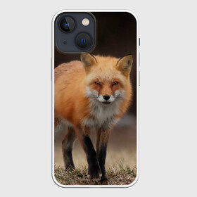 Чехол для iPhone 13 mini с принтом Хитрая лисица в Курске,  |  | fox | foxy | животное | звери | лиса | лисенок | лисичка | милая | рыжая | фокс
