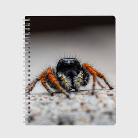Тетрадь с принтом Паук в Курске, 100% бумага | 48 листов, плотность листов — 60 г/м2, плотность картонной обложки — 250 г/м2. Листы скреплены сбоку удобной пружинной спиралью. Уголки страниц и обложки скругленные. Цвет линий — светло-серый
 | живность | животное | животные | насекомое | насекомые | паук | пауки | паучки | паучок