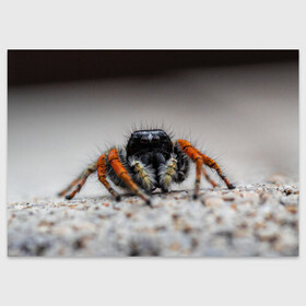 Поздравительная открытка с принтом Паук в Курске, 100% бумага | плотность бумаги 280 г/м2, матовая, на обратной стороне линовка и место для марки
 | живность | животное | животные | насекомое | насекомые | паук | пауки | паучки | паучок