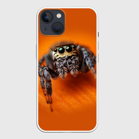 Чехол для iPhone 13 с принтом ПАУК  SPIDER в Курске,  |  | tegunvteg | глаза | животные | макро | насекомые | паук | природа