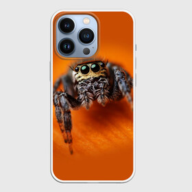 Чехол для iPhone 13 Pro с принтом ПАУК  SPIDER в Курске,  |  | tegunvteg | глаза | животные | макро | насекомые | паук | природа