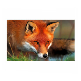 Бумага для упаковки 3D с принтом Лисица охотница в Курске, пластик и полированная сталь | круглая форма, металлическое крепление в виде кольца | fox | foxy | животное | звери | лиса | лисенок | лисичка | милая | рыжая | фокс