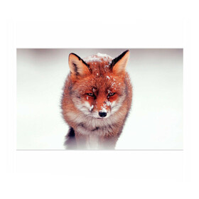 Бумага для упаковки 3D с принтом Лисица и снег в Курске, пластик и полированная сталь | круглая форма, металлическое крепление в виде кольца | fox | foxy | животное | звери | лиса | лисенок | лисичка | милая | рыжая | фокс