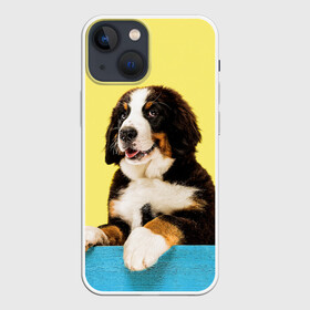 Чехол для iPhone 13 mini с принтом Бернский зенненхунд, Berner Sennenhund в Курске,  |  | berner | berner sennenhund | dog | sennenhund | бернский зенненхунд | животные | пес | природа | собака | собаки | собакчка | собачки