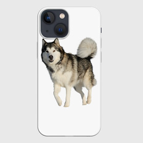 Чехол для iPhone 13 mini с принтом маламут Аляска в Курске,  |  | Тематика изображения на принте: аляска | аляскинский маамут | маламут | маламутик | собака | собаки