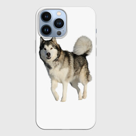 Чехол для iPhone 13 Pro Max с принтом маламут Аляска в Курске,  |  | Тематика изображения на принте: аляска | аляскинский маамут | маламут | маламутик | собака | собаки