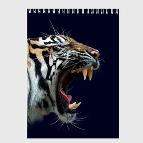 Скетчбук с принтом Оскал тигра | Большая кошка в Курске, 100% бумага
 | 48 листов, плотность листов — 100 г/м2, плотность картонной обложки — 250 г/м2. Листы скреплены сверху удобной пружинной спиралью | 2022 | big teeth | fangs | grin | tiger | tigr | tigris | большая кошка | большие зубы | клыки | новый год | оскалиться | острые клыки | полосатая кошка | скалить | скалить зубы | тигр