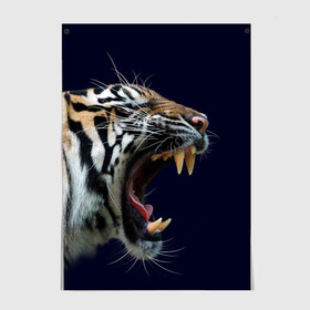 Постер с принтом Оскал тигра | Большая кошка в Курске, 100% бумага
 | бумага, плотность 150 мг. Матовая, но за счет высокого коэффициента гладкости имеет небольшой блеск и дает на свету блики, но в отличии от глянцевой бумаги не покрыта лаком | 2022 | big teeth | fangs | grin | tiger | tigr | tigris | большая кошка | большие зубы | клыки | новый год | оскалиться | острые клыки | полосатая кошка | скалить | скалить зубы | тигр
