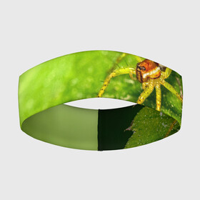 Повязка на голову 3D с принтом Страшный паук на зеленом листе в Курске,  |  | arachnid | horror | арахнид | зеленый | лапы | лист | листва | монстр | насекомое | паук | пауки | природа | ужас | фобия | хоррор | чудовище | щупальца